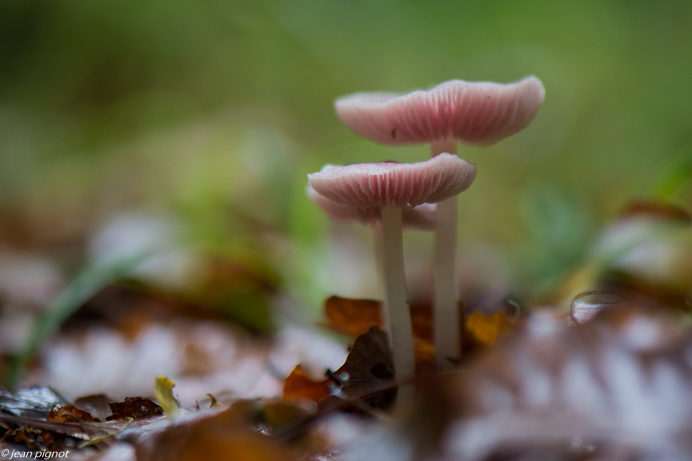 champignons 10 2019-16.jpg