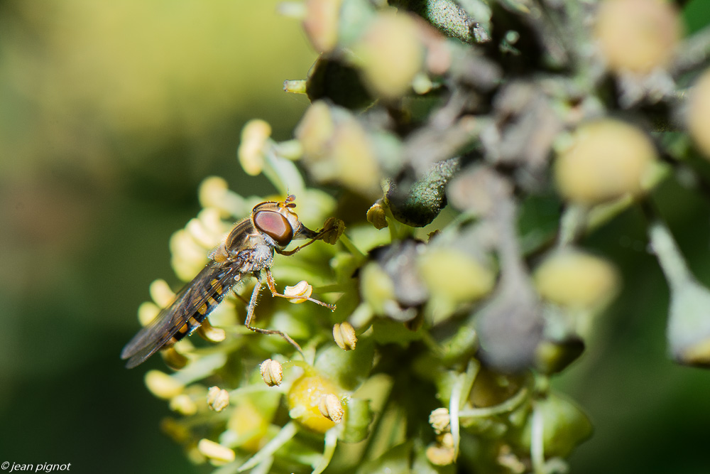 insectes liérre 11 2019.jpg