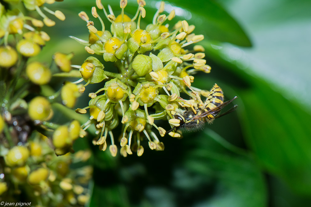 insectes liérre 11 2019-3.jpg