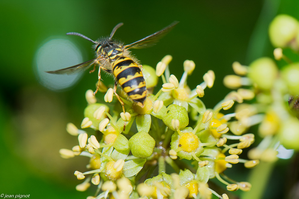 insectes liérre 11 2019-2.jpg