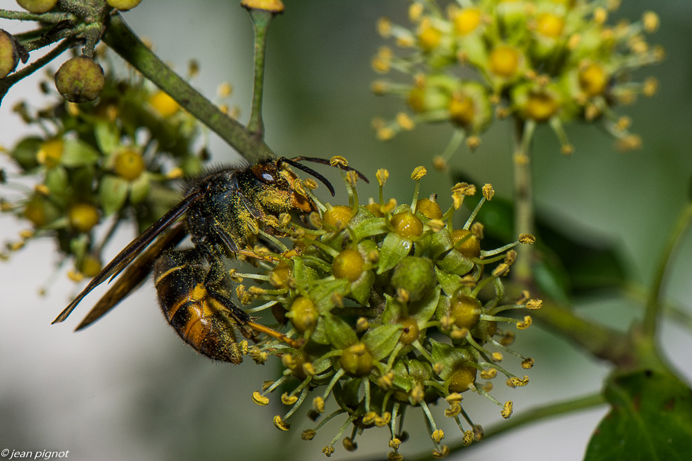 insectes liérre 11 2019-5.jpg