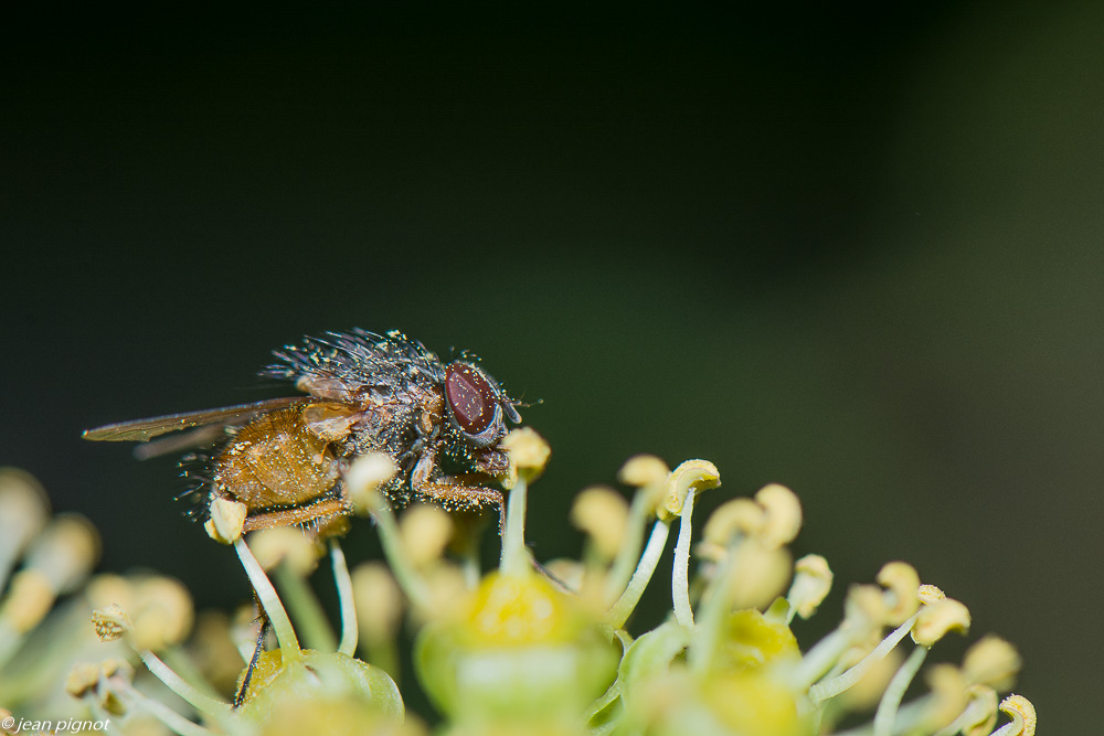 insectes liérre 11 2019-7.jpg