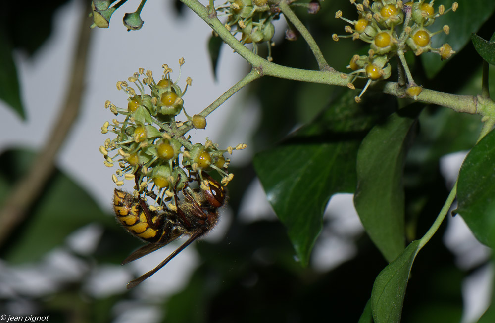 insectes liérre 11 2019-9.jpg