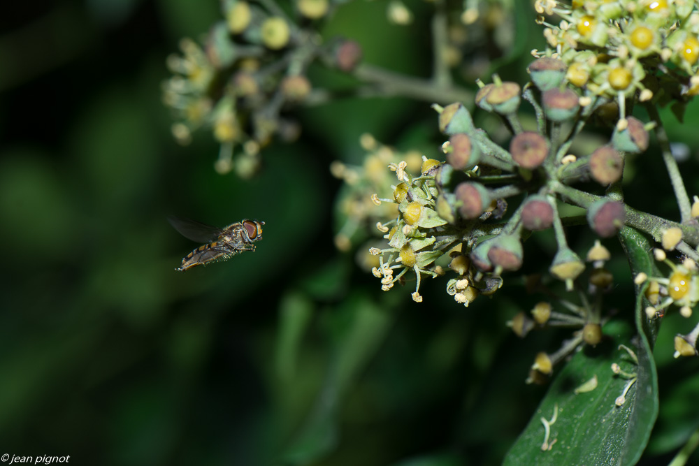 insectes liérre 11 2019-8.jpg