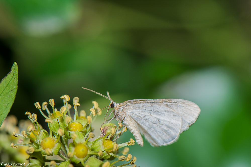papillon liere 11 2019.jpg