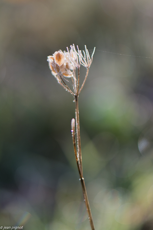 plantes gelée 11 2019.jpg