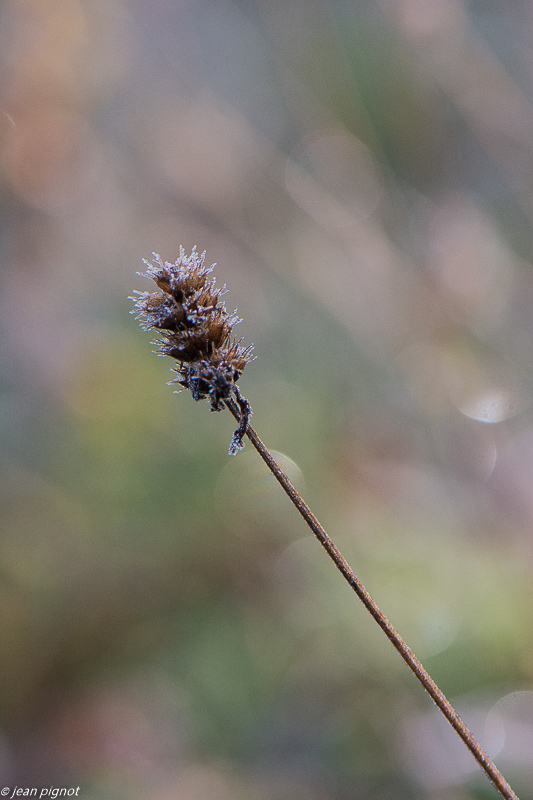plantes gelée 11 2019-2.jpg