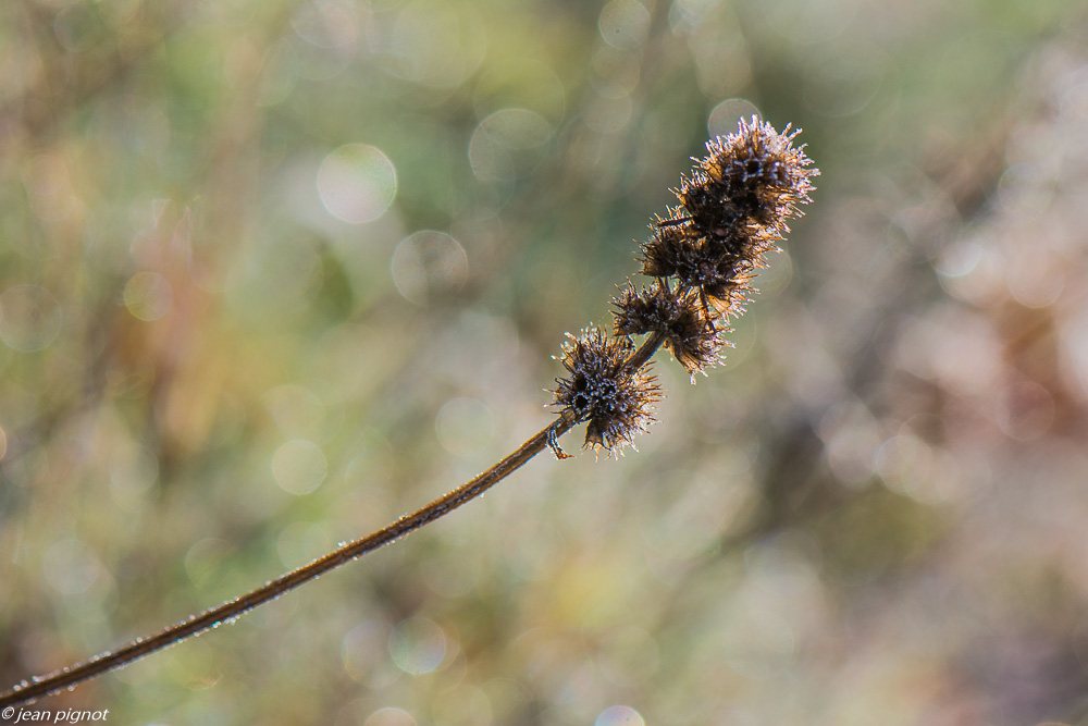 plantes gelée 11 2019-3.jpg