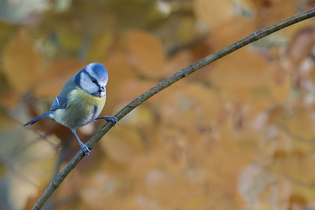 mésange bleue 5.jpg