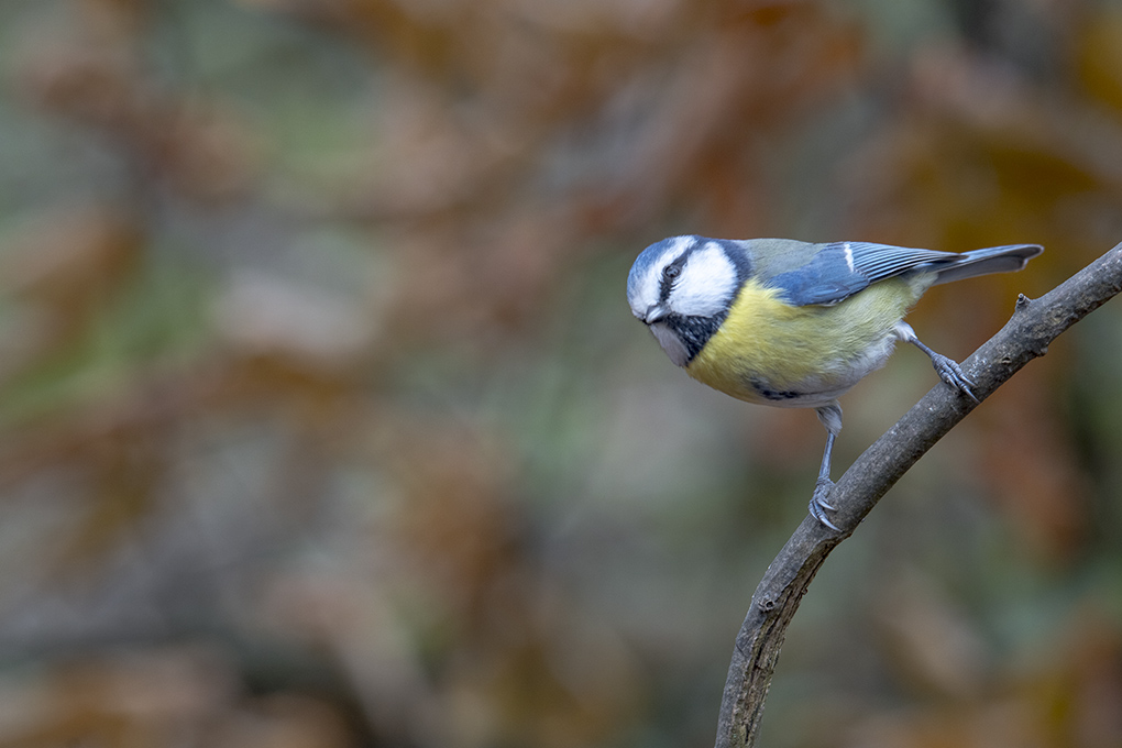 mésange bleue 7.jpg