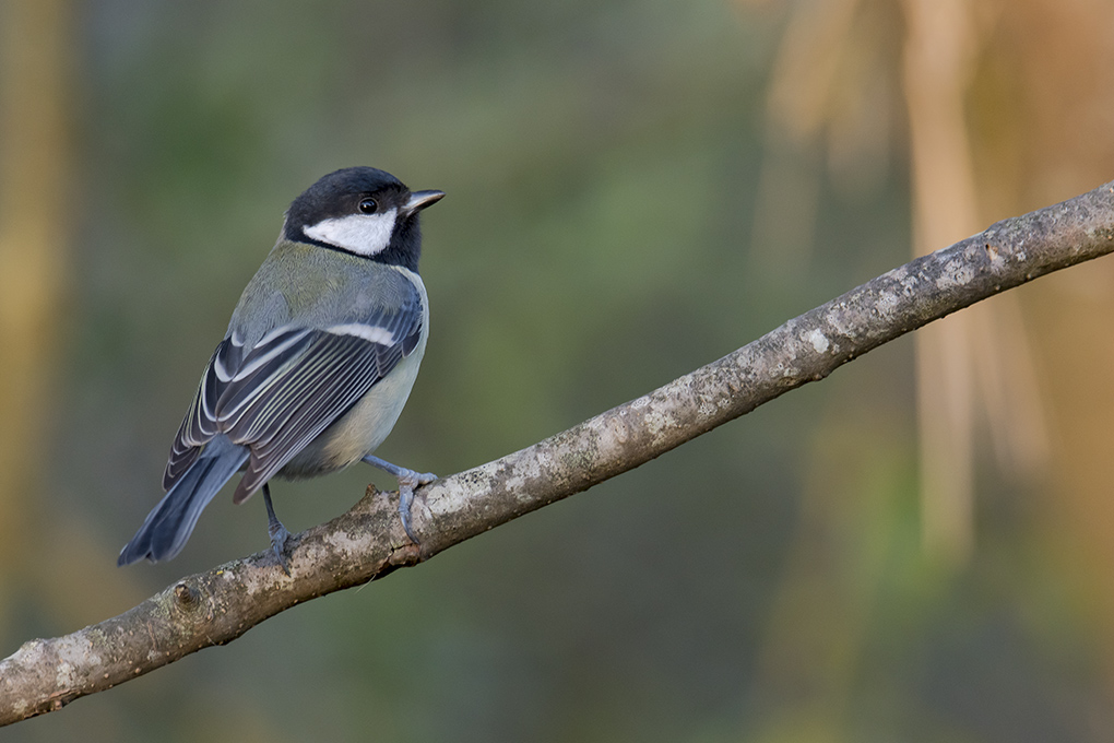 Mésange charbonnière 1.jpg