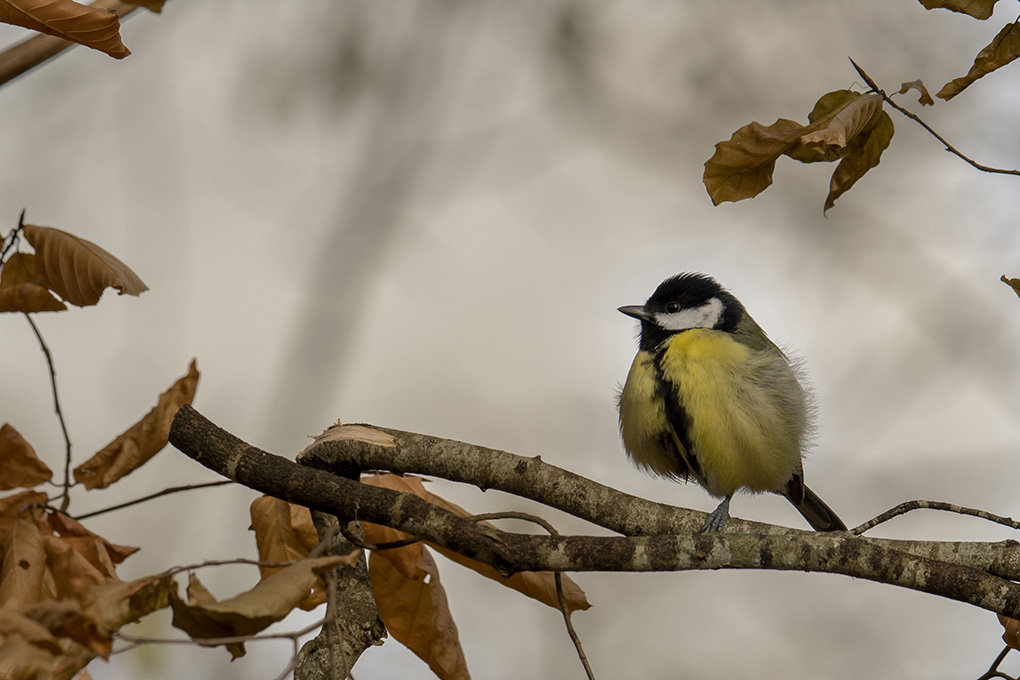 Mésange charbonnière 18.jpg
