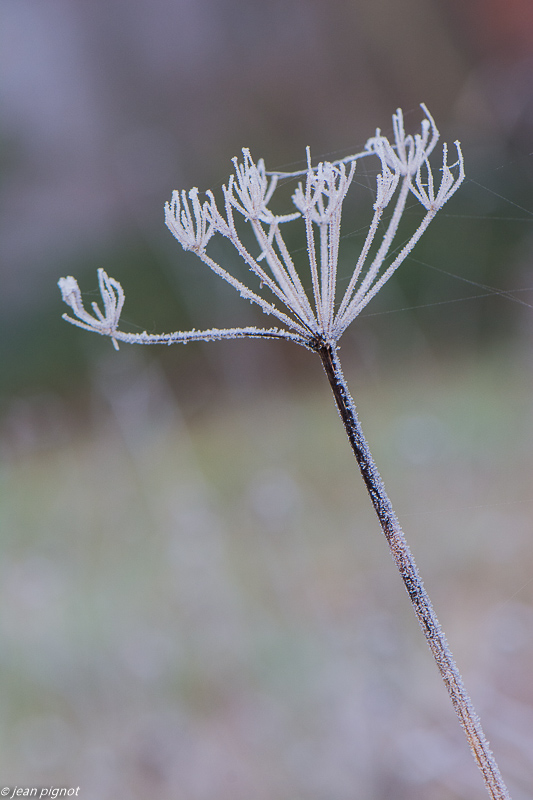 ombelle gelé 12 2019-6979.jpg