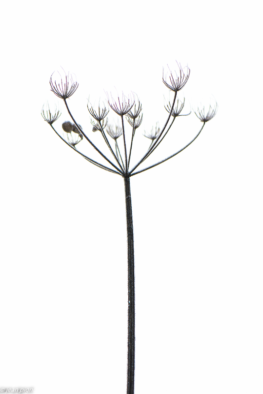 ombelle gelé 12 2019-6983.jpg