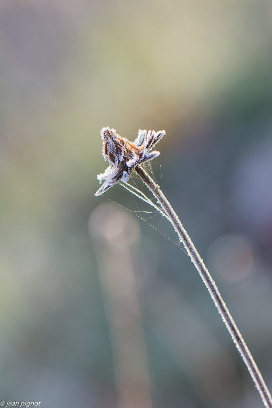 plantes gelées 12 2019-6991.jpg