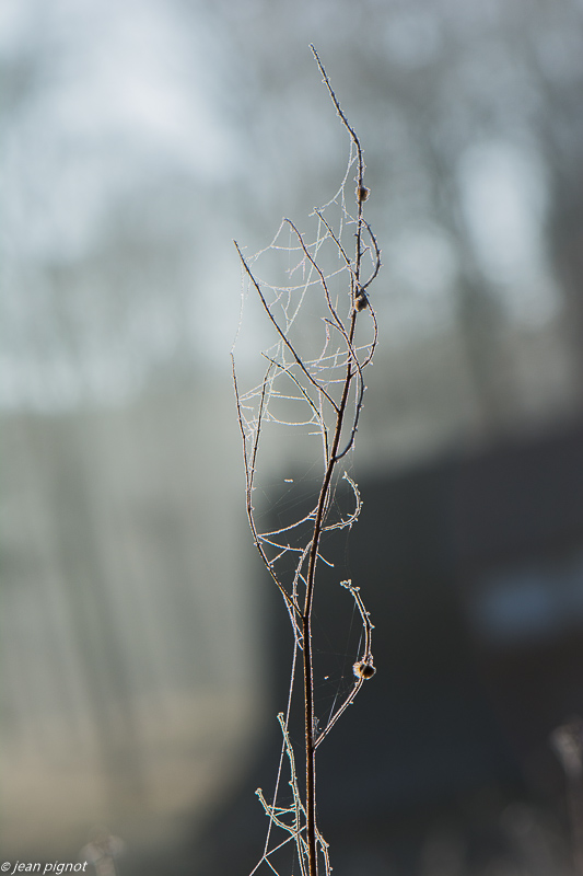 plantes gelées 12 2019-6993.jpg