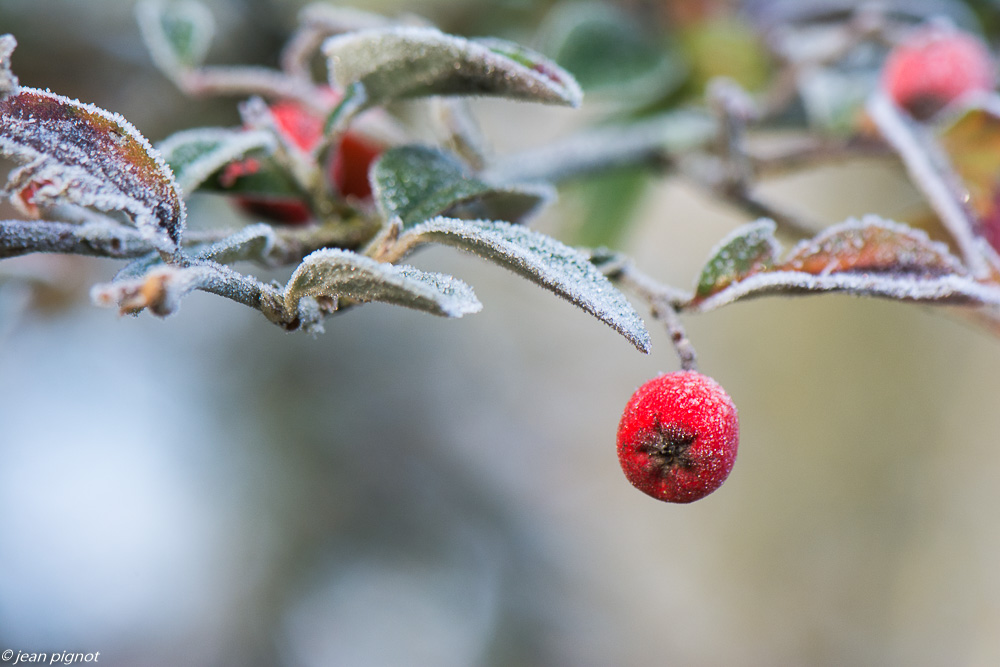plantes gelées 12 2019-6997.jpg