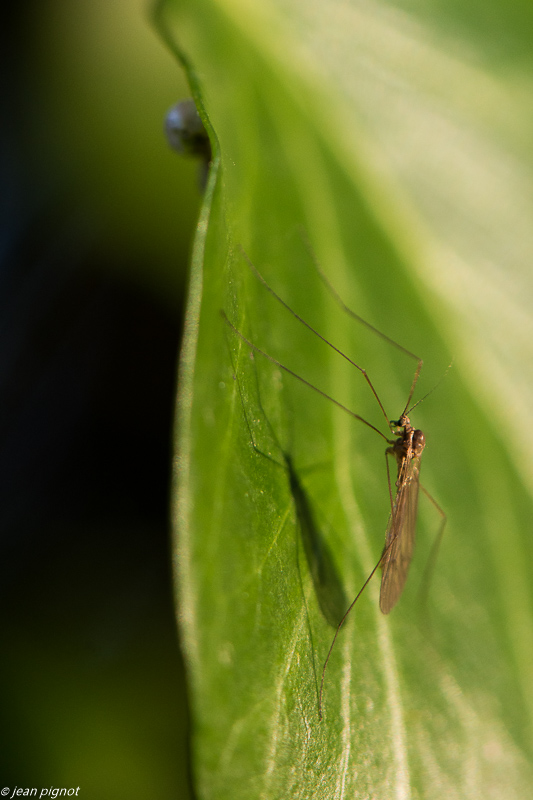 insectes de ma haie 12 2019-6953.jpg