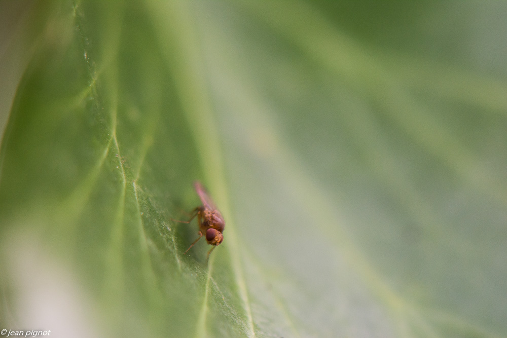 chironome 11 2019-6877.jpg
