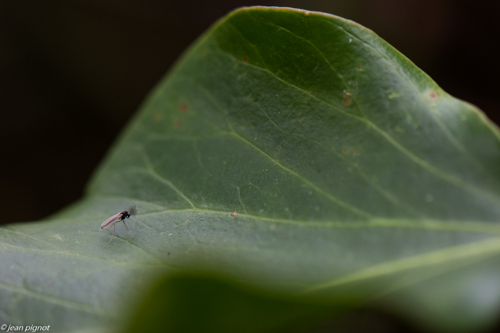chironome 11 2019-6780.jpg