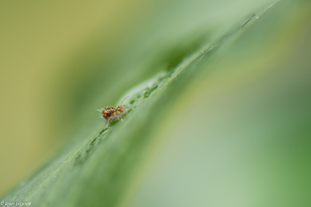 colembolle 12 2019-7003.jpg