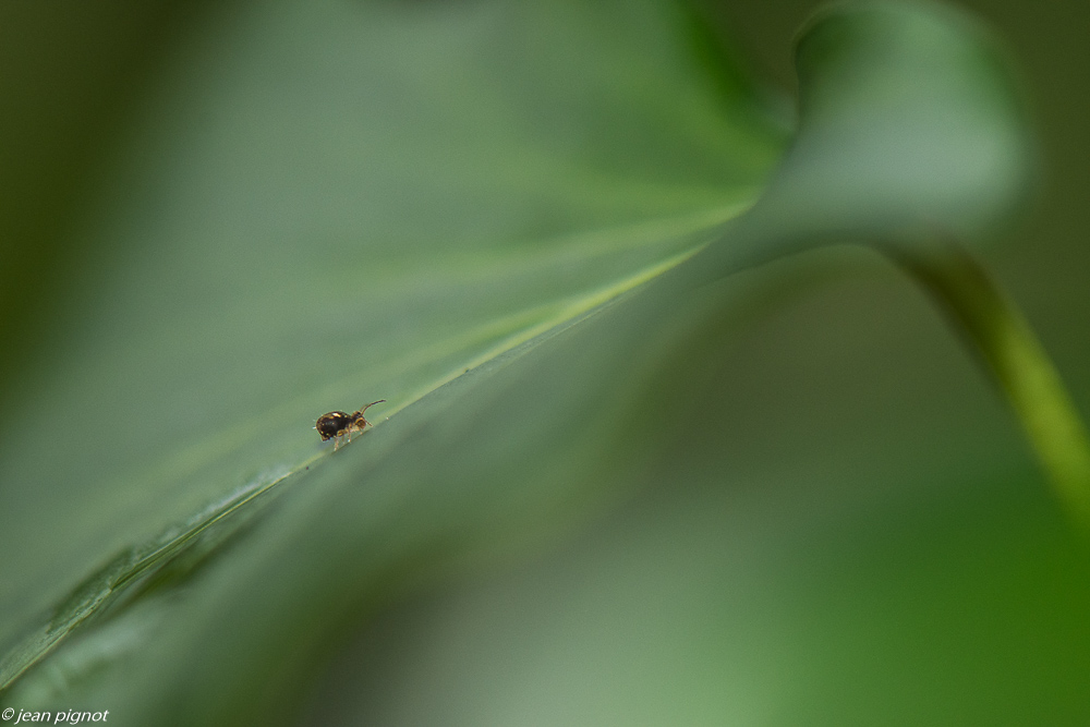 colembolle 12 2019-7043.jpg