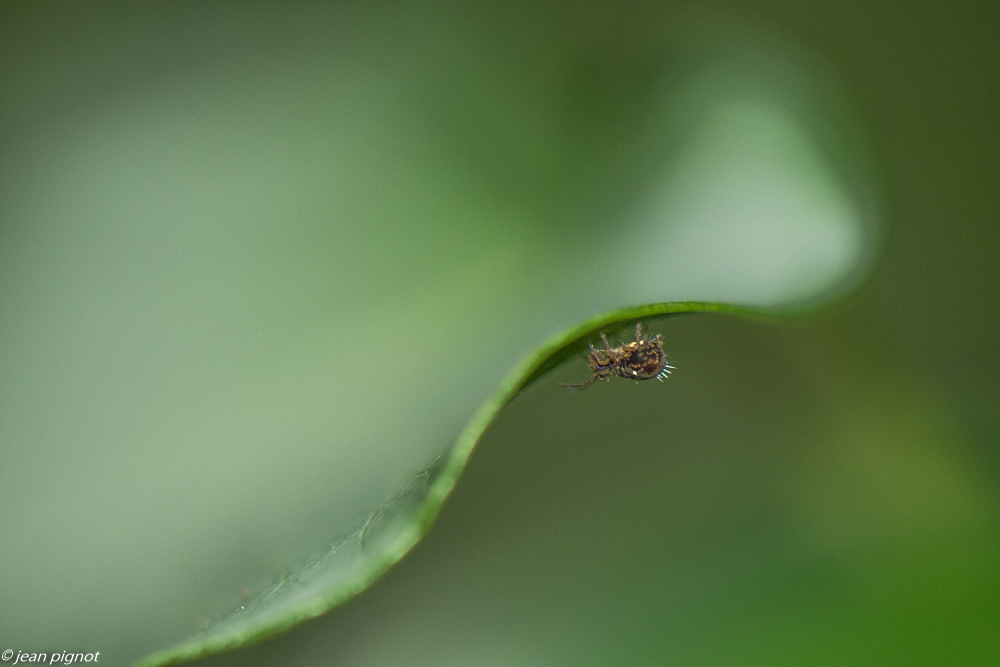 colembolle 12 2019-7069.jpg