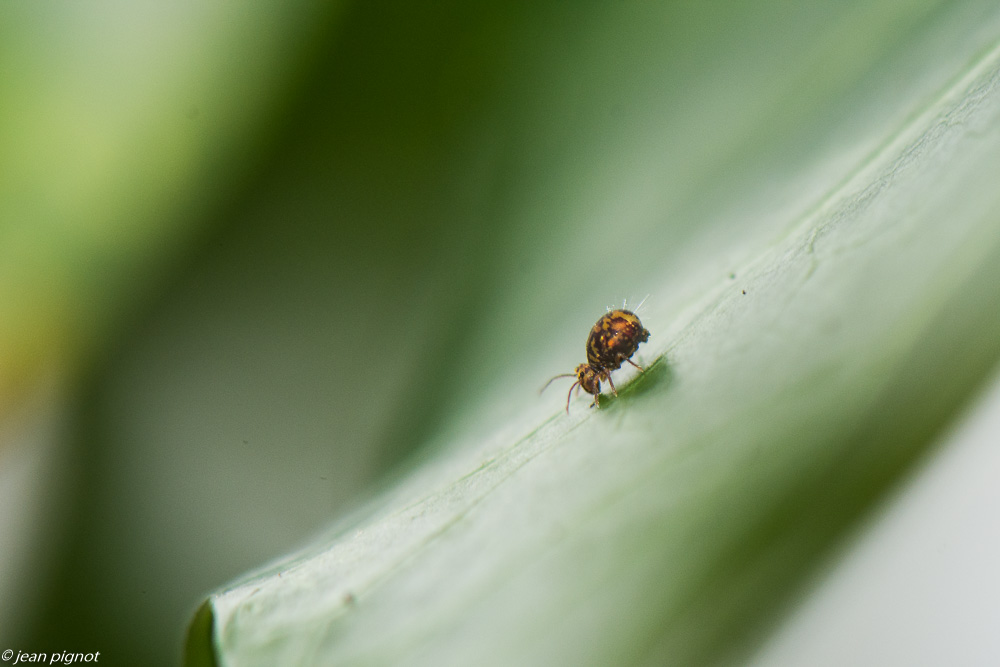 colembolles 12 2019-7141.jpg