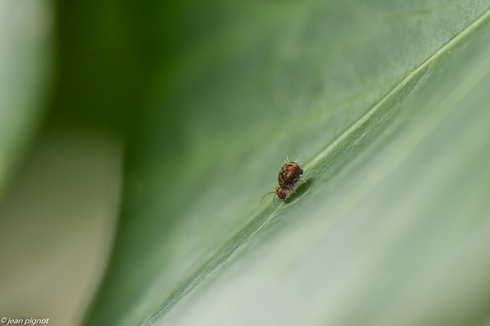 colembolles 12 2019-7157.jpg
