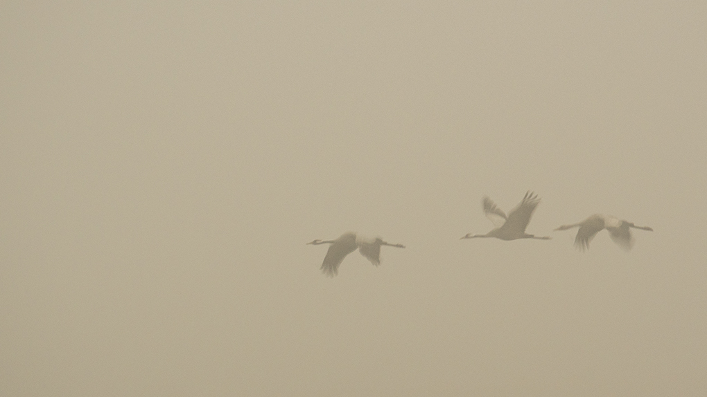 grues en vol flou 6a.jpg