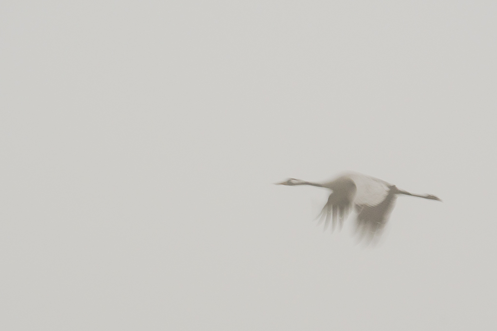 grues en vol flou 12.jpg