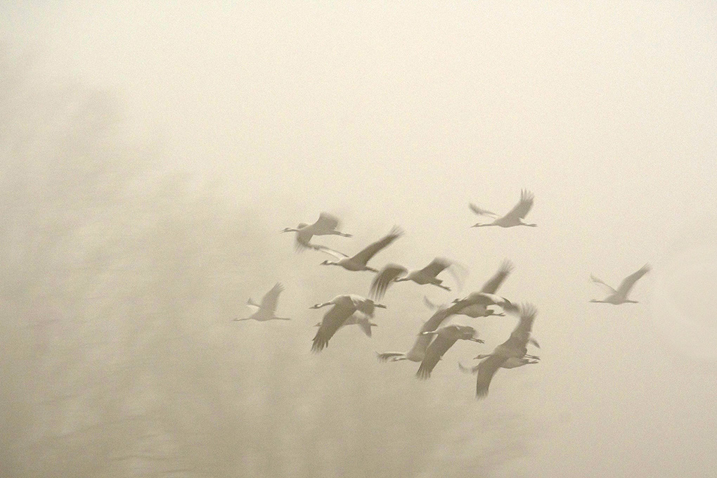 grues en vol flou 19b.jpg