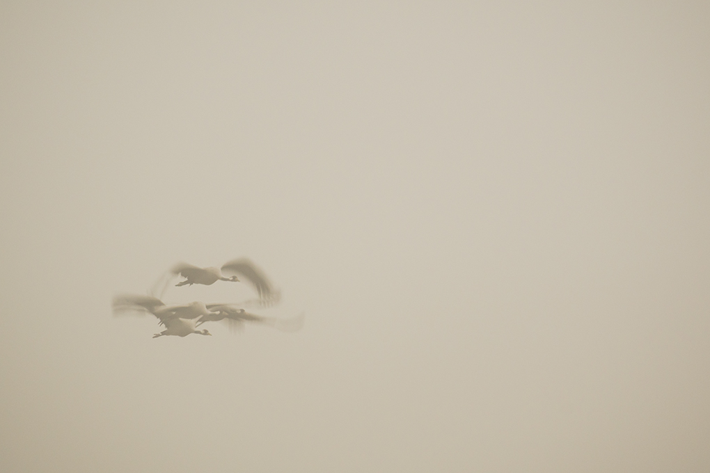 grues en vol flou 25.jpg