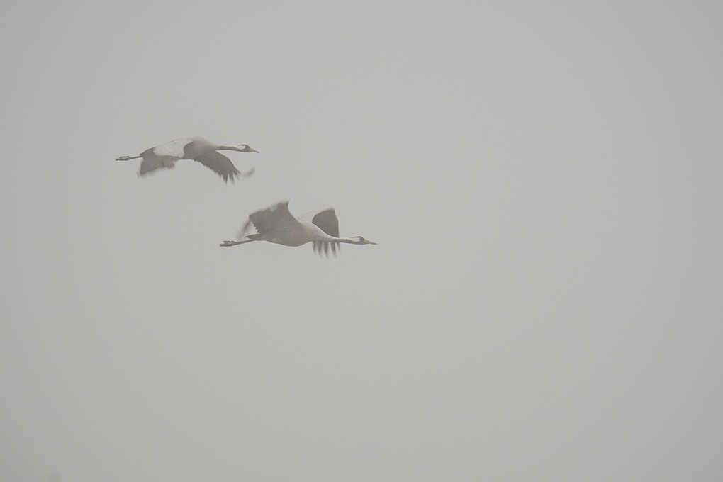 grues en vol flou 32.jpg