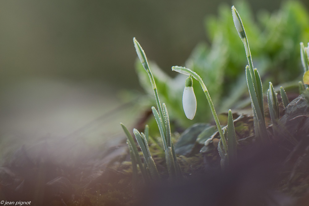 perce neige 01 2020-7425.jpg