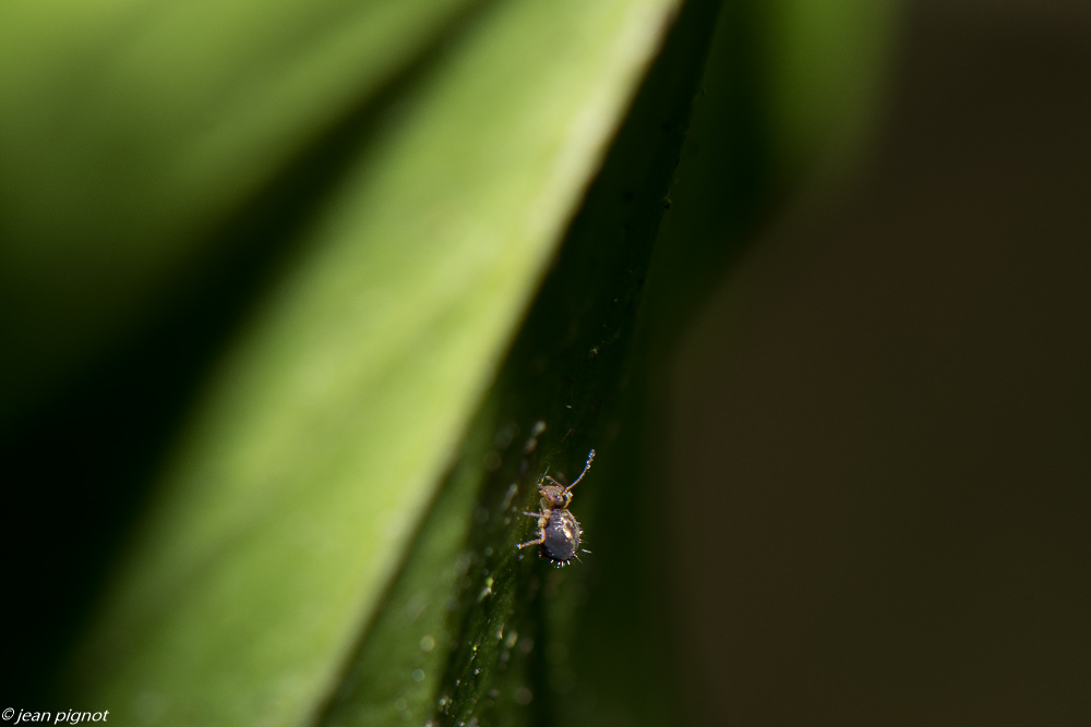 colembolles 01 2020-7277.jpg