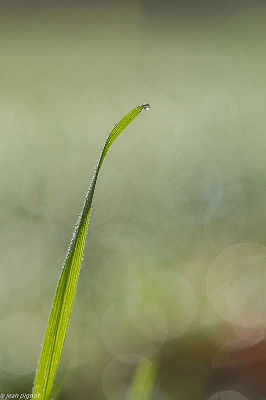 rosée 01 2020-7483-2.jpg