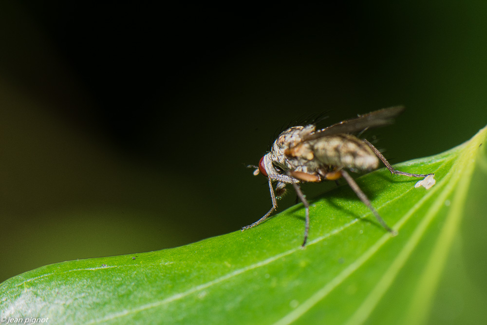 mouche 01 2020-7537.jpg