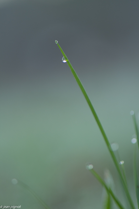 rosée du matin 01 2020-7562.jpg