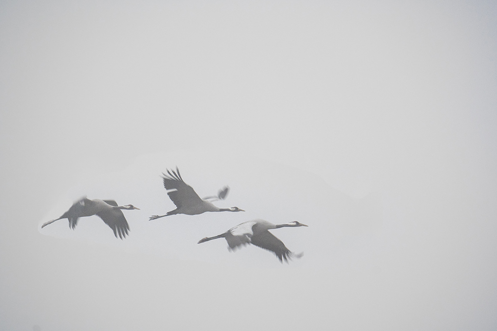 grues en vol flou 42.jpg