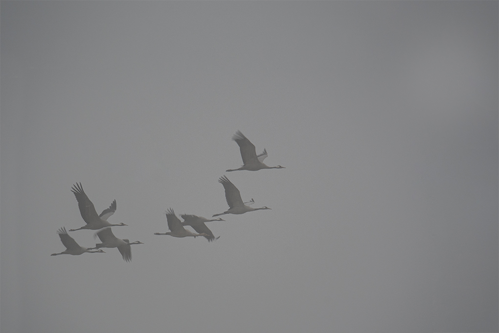 grues en vol flou 43.jpg