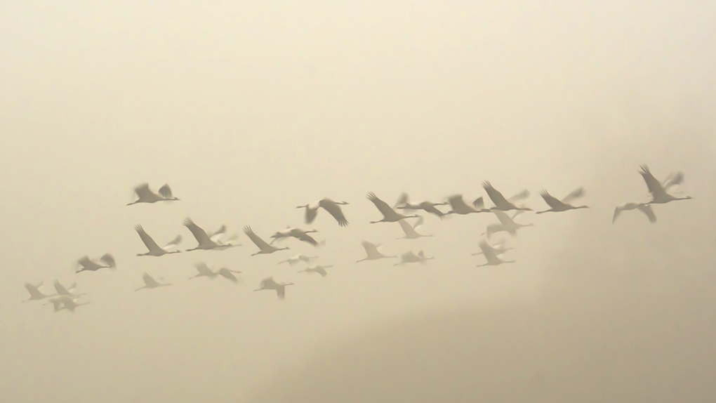 grues en vol flou 22b.jpg