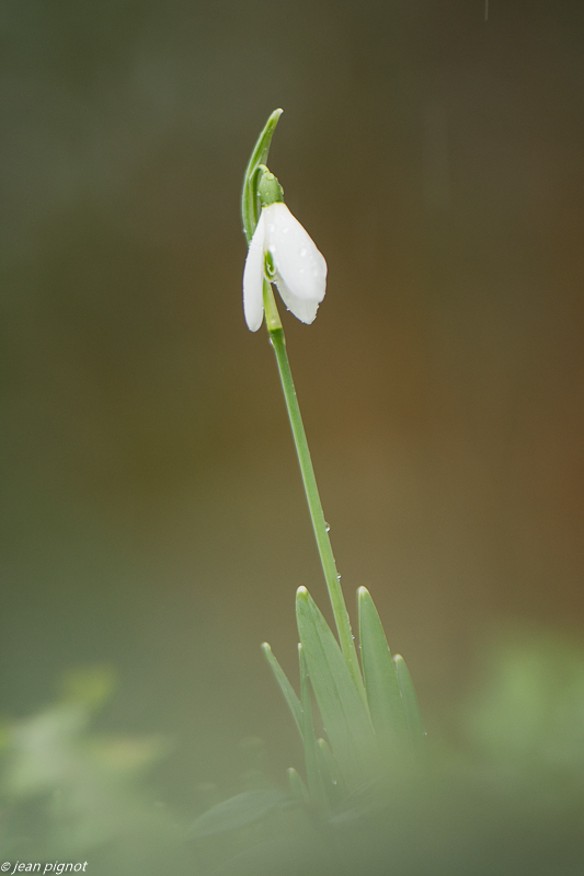 perce neige 01 2020-7611-2.jpg