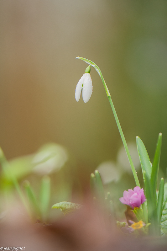 perce neige 01 2020-7620-2.jpg