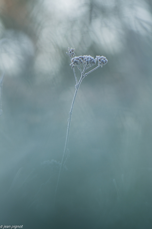 plante gelée 01 2020-7718.jpg