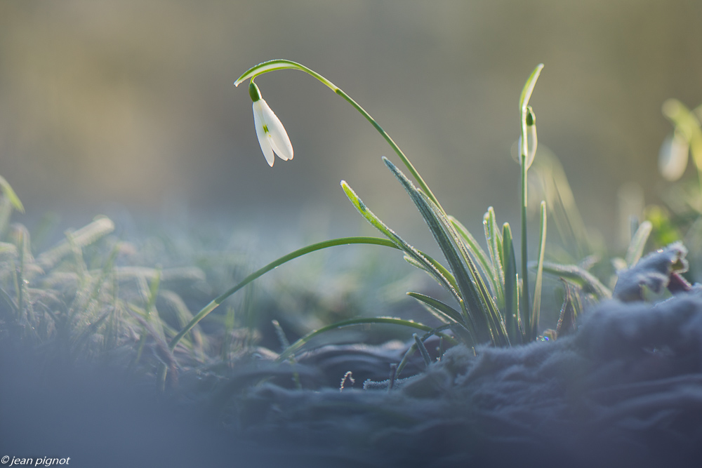 perce neige 01 2020-7738.jpg
