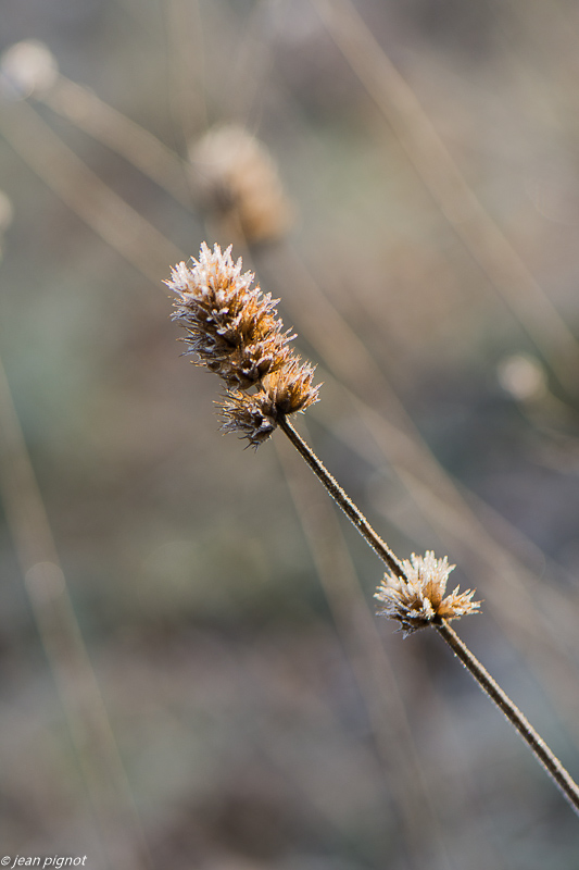 plantes gelées 01 2020-7743.jpg