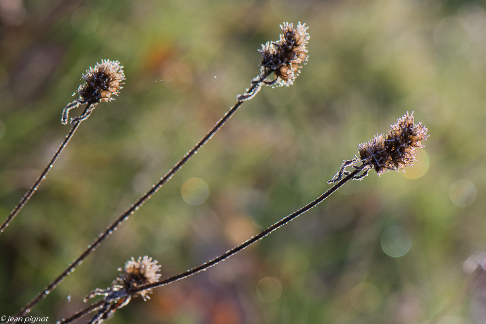 plantes gelées 01 2020-7758.jpg