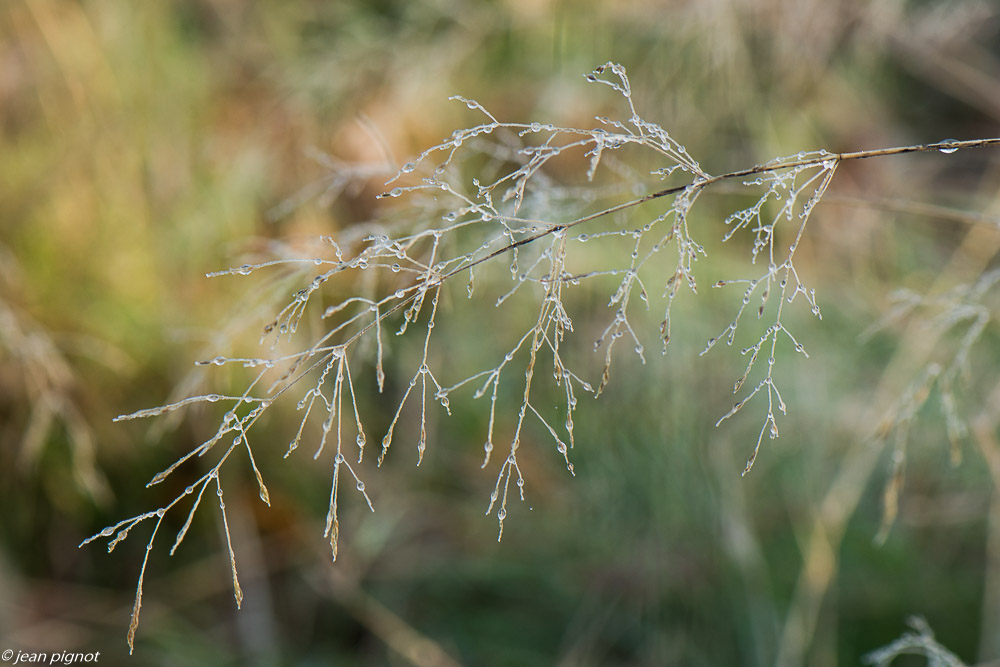plantes gelées 01 2020-7766.jpg