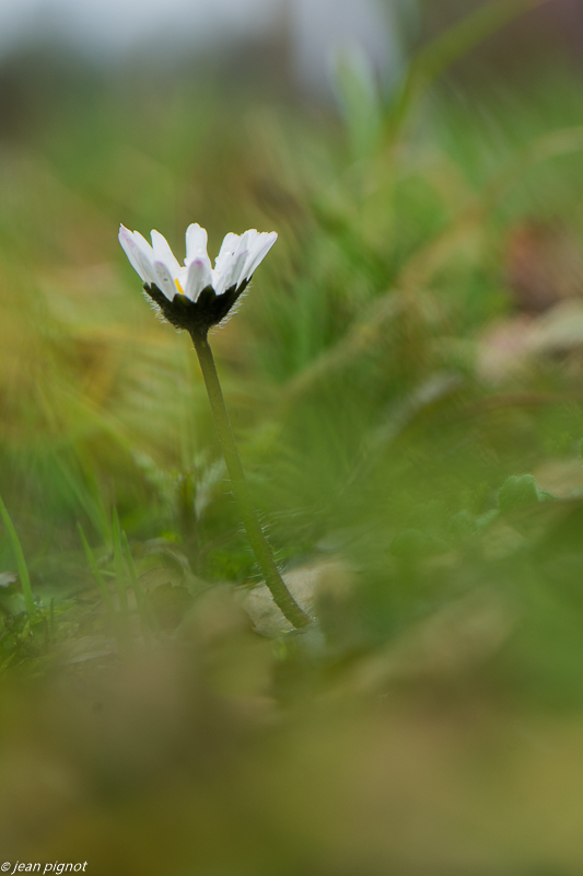 paquerette 02 2020-7849.jpg